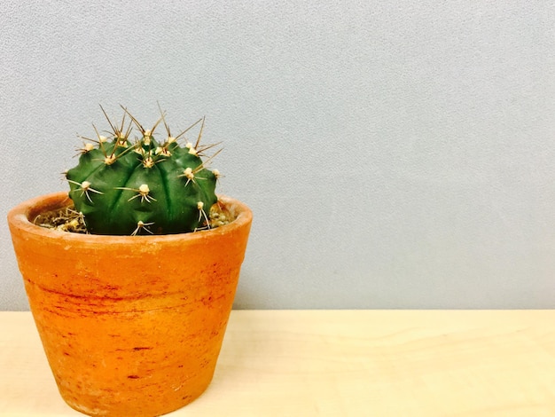 Foto close-up de planta em vaso na mesa