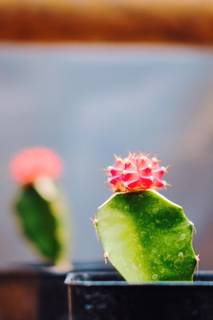 Foto close-up de planta em vaso na mesa