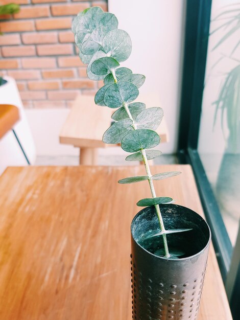 Close-up de planta em vaso na mesa