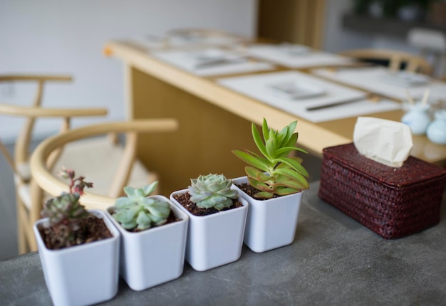 Close-up de planta em vaso na mesa