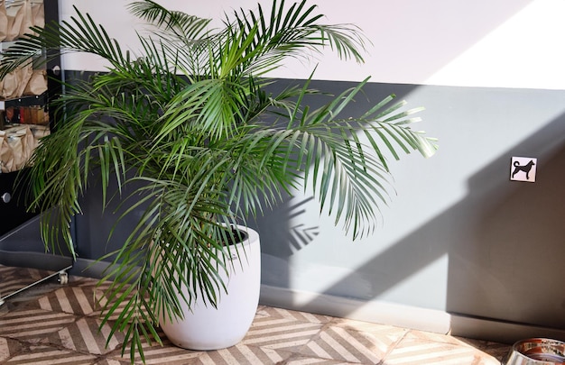 Foto close-up de planta em vaso na mesa