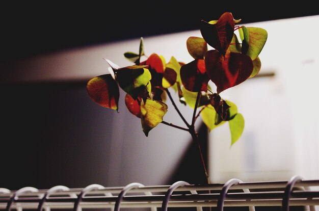 Foto close-up de planta em vaso na parede