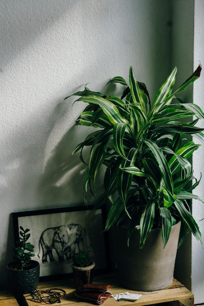 Close-up de planta em vaso por quadro em mesa em casa