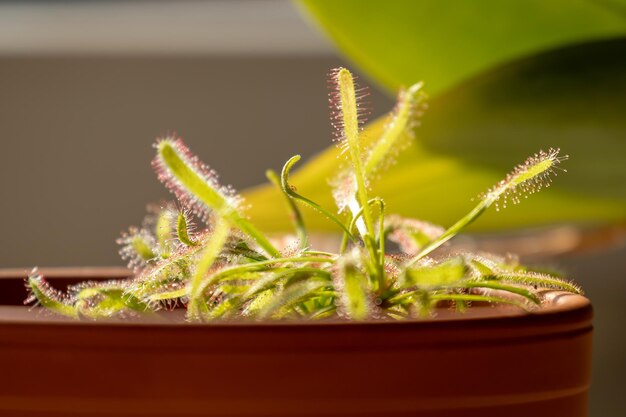 Close-up de planta em vaso