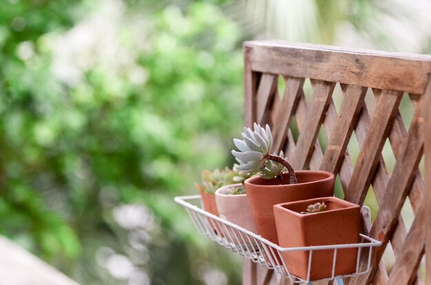 Close-up de planta em vaso