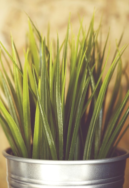 Foto close-up de planta em vaso