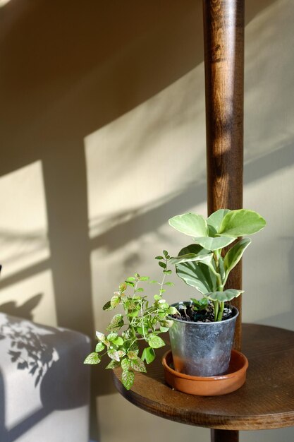 Close-up de planta em vaso