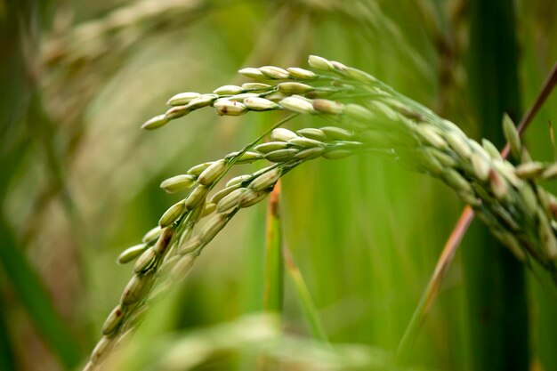 Close-up de planta fresca