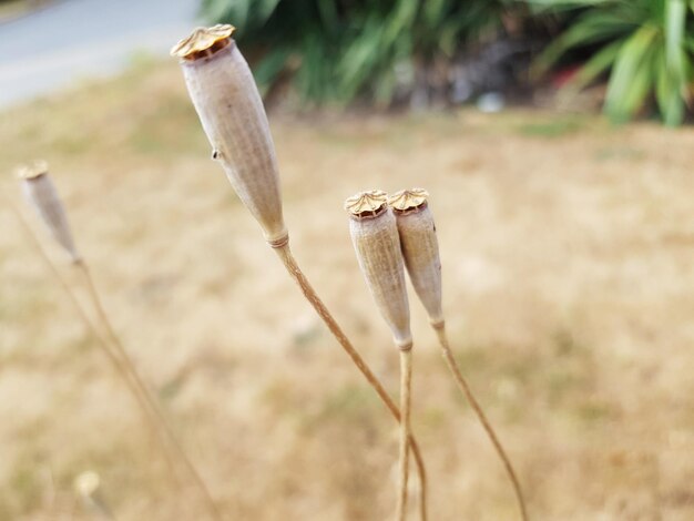 Foto close-up de planta morta em terra