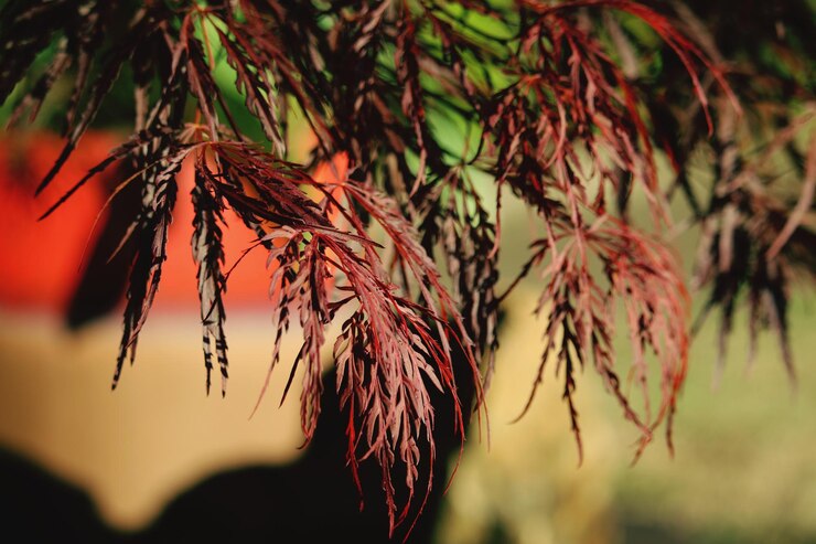 Foto close-up de planta murcha durante o pôr-do-sol