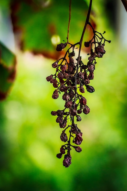 Foto close-up de planta murcha no campo