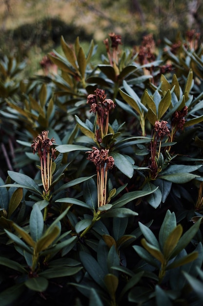 Foto close-up de planta murcha no campo