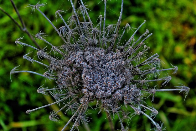 Close-up de planta murcha no campo