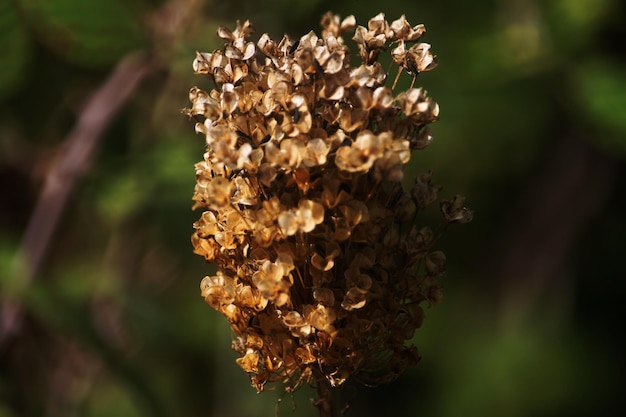 Foto close-up de planta murcha