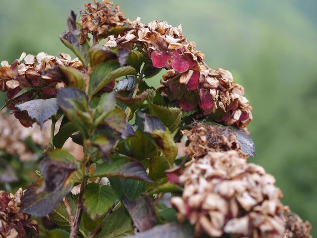 Foto close-up de planta murcha