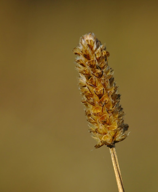 Close-up de planta murcha