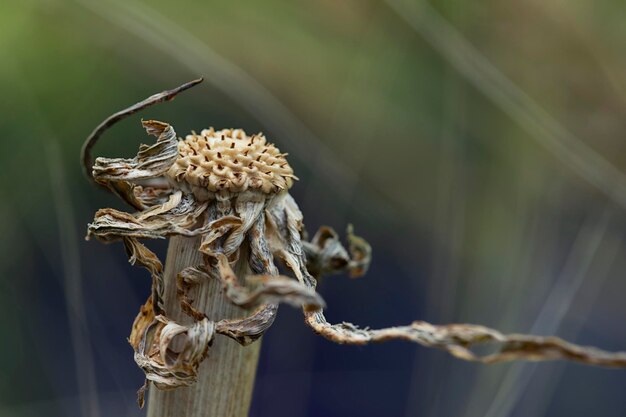 Close-up de planta murcha