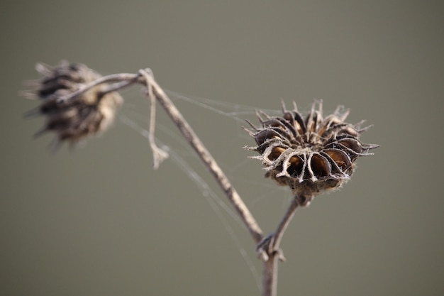 Foto close-up de planta murcha