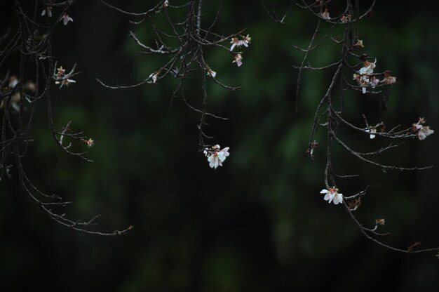 Close-up de planta murcha