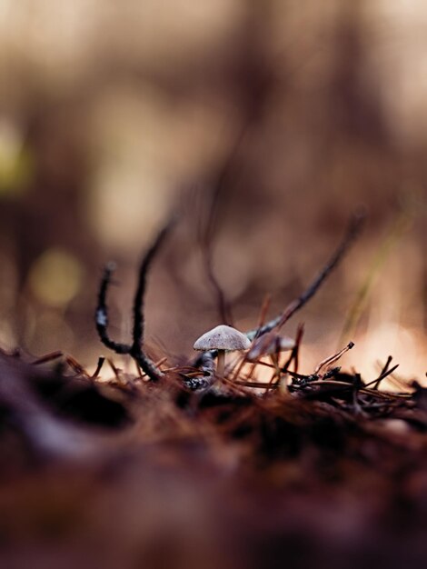 Foto close-up de planta seca em terra