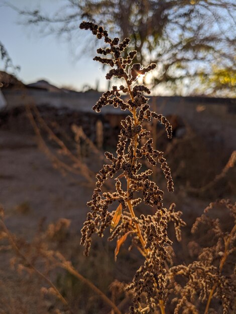 Foto close-up de planta seca no campo contra o céu