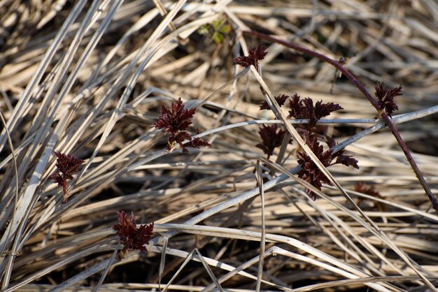 Foto close-up de planta seca no campo