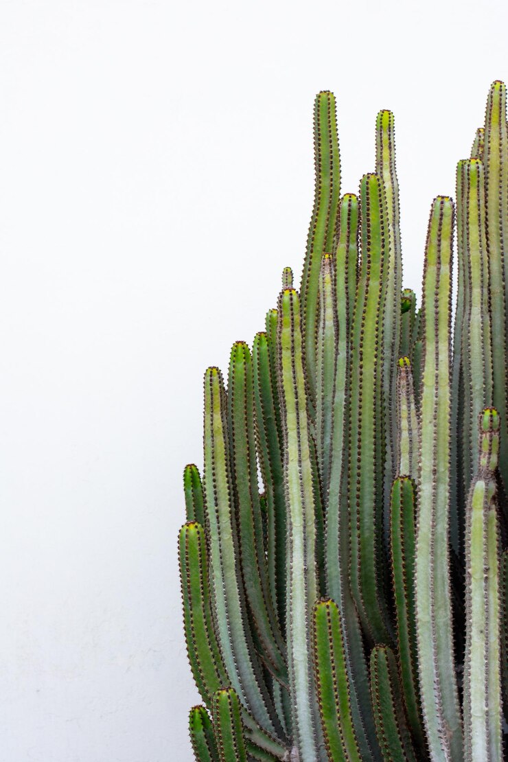 Foto close-up de planta suculenta contra fundo branco