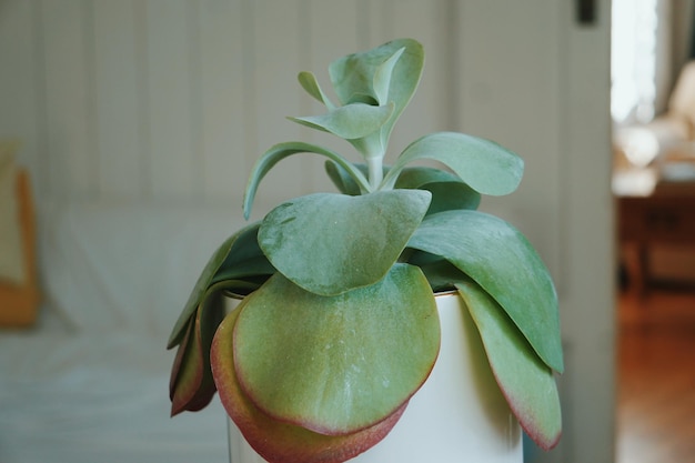 Foto close-up de planta suculenta em casa
