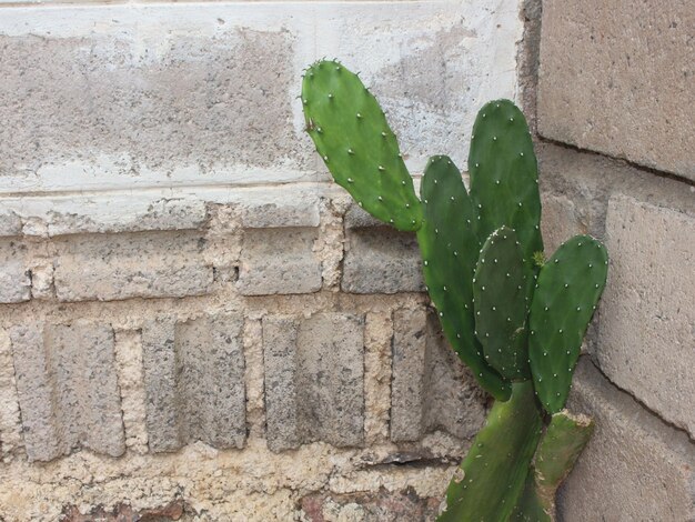 Foto close-up de planta suculenta na parede