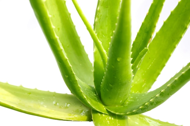 Foto close-up de planta suculenta sobre fundo branco