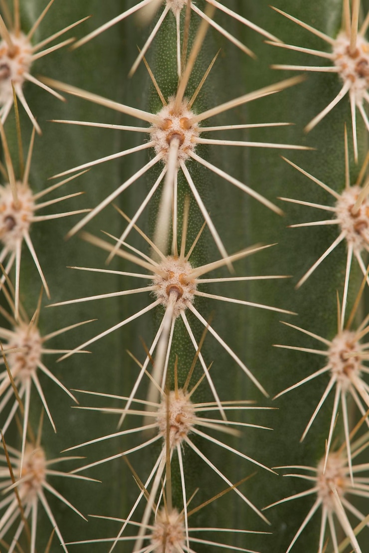 Foto close-up de planta suculenta