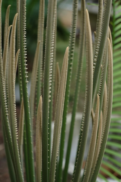 Close-up de planta suculenta