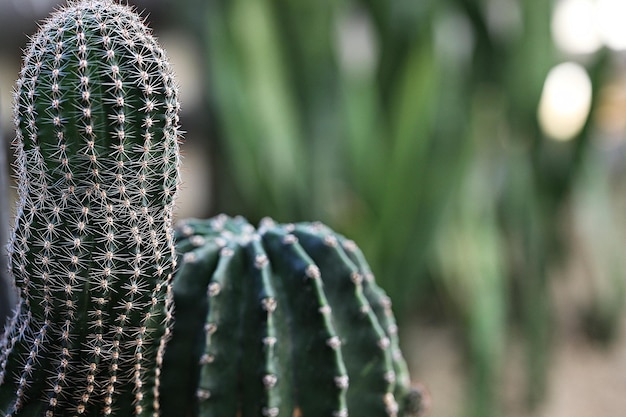 Foto close-up de planta suculenta