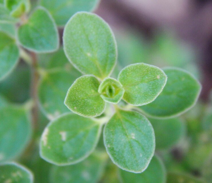 Foto close-up de planta suculenta