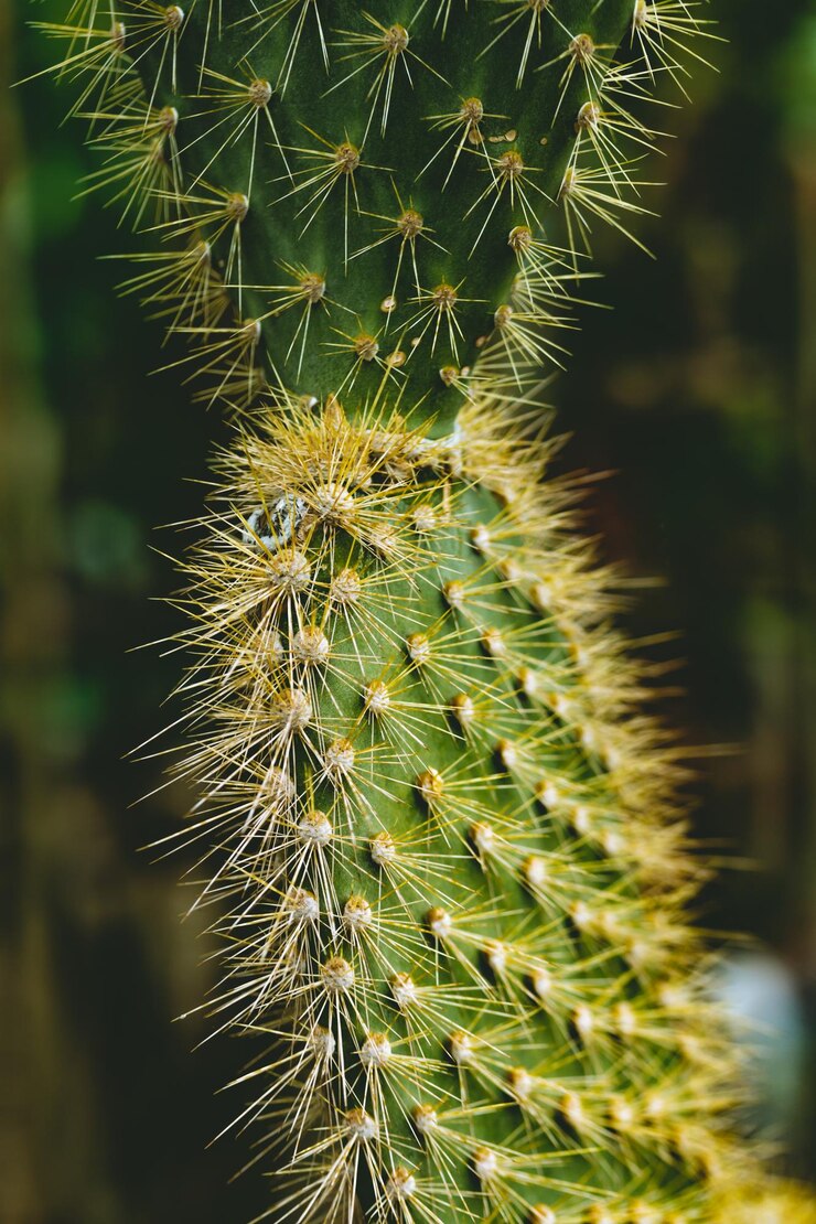 Foto close-up de planta suculenta