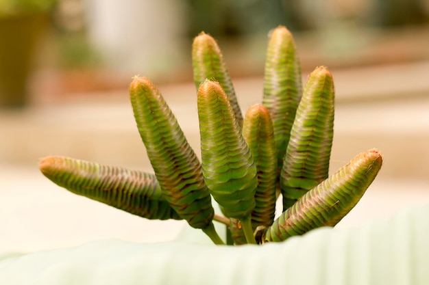 Foto close-up de planta suculenta