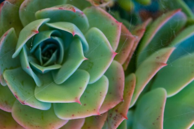 Close-up de planta suculenta