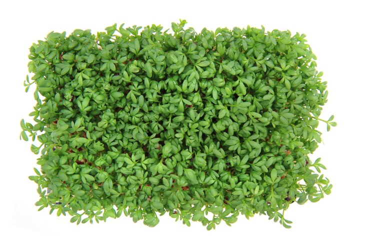 Foto close-up de planta verde contra fundo branco