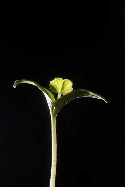 Foto close-up de planta verde contra fundo preto