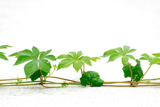 Close-up de planta verde fresca contra a parede branca