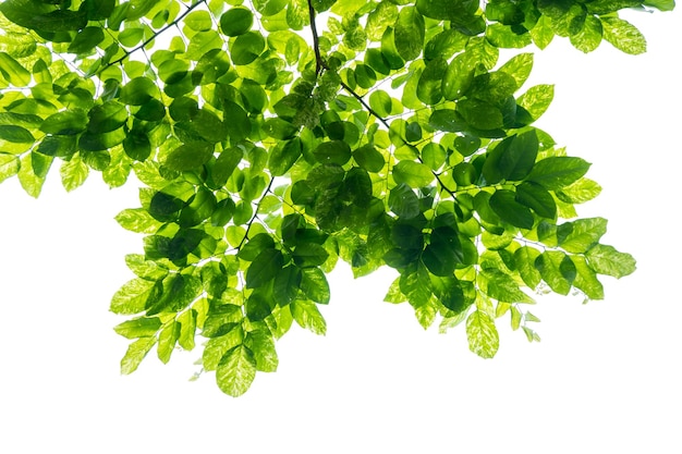 Close-up de planta verde fresca contra fundo branco