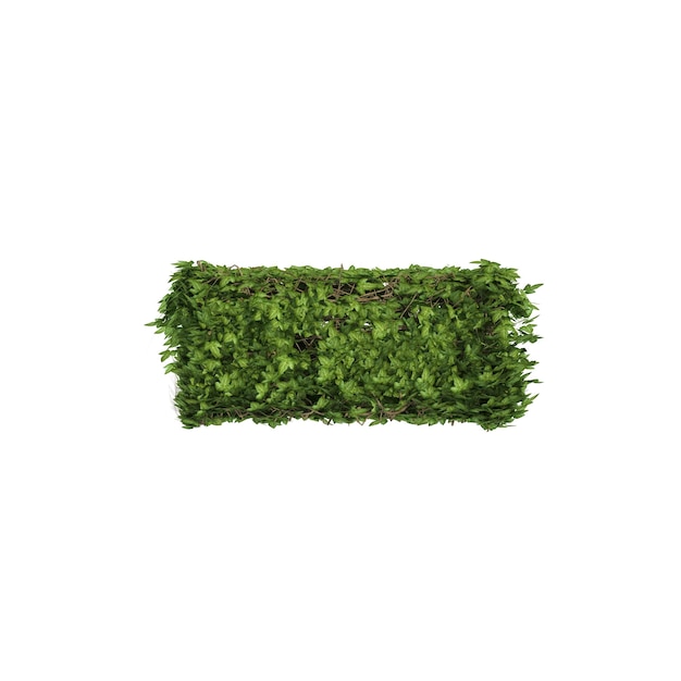 Close-up de planta verde fresca contra fundo branco