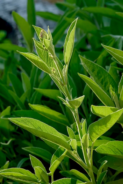 Close-up de planta verde fresca no campo