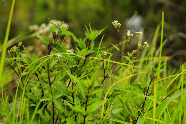 Foto close-up de planta verde fresca no campo