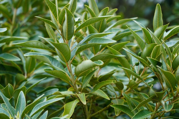 Foto close-up de planta verde fresca