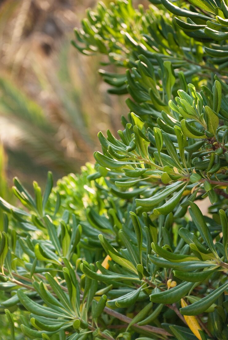 Foto close-up de planta verde fresca