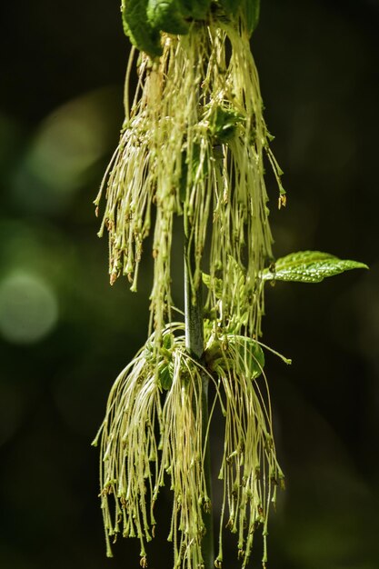 Foto close-up de planta verde fresca