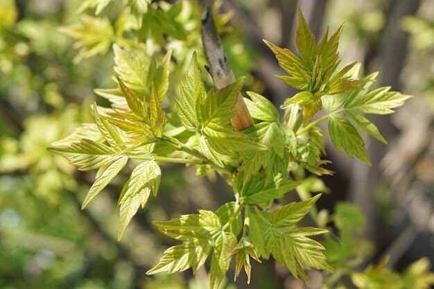 Foto close-up de planta verde fresca