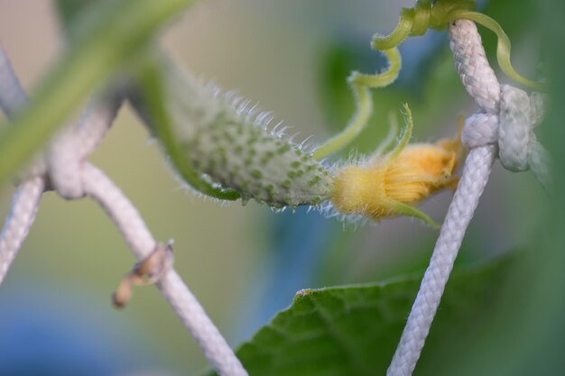 Foto close-up de planta verde fresca