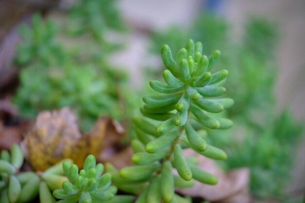 Close-up de planta verde fresca